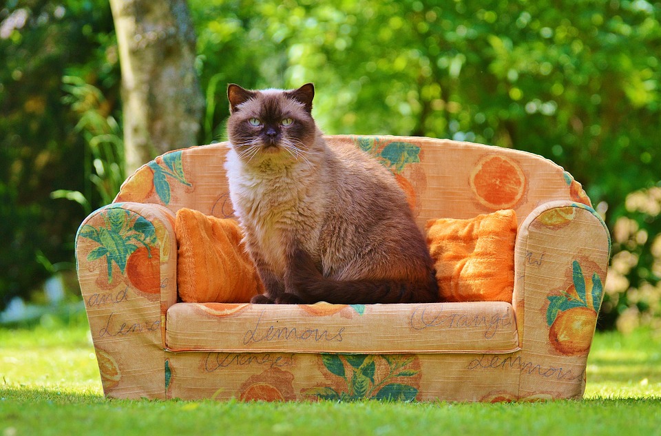 sofa w cat on it.jpg